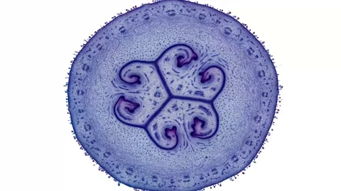 Zoom in cross section cut slice of plant stem under the microscope Stock Footage 171826526