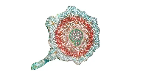 Zoom in cross section cut slice of plant stem under the microscope Stock Footage 171826631