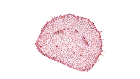 Zoom in cross section cut slice of plant stem under the microscope Stock Footage 171826716