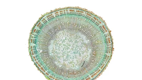 Zoom in cross section cut slice of plant stem under the microscope Stock Footage 171826718