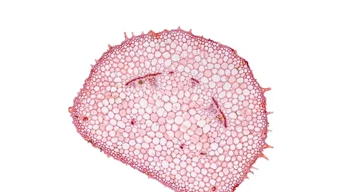 Zoom in cross section cut slice of plant stem under the microscope Stock Footage 171827465