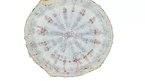 Zoom in cross section cut slice of plant stem under the microscope Stock Footage 171827466