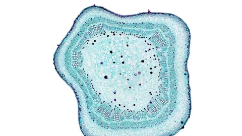 Zoom in cross section cut slice of plant stem under the microscope Stock Footage 171827886