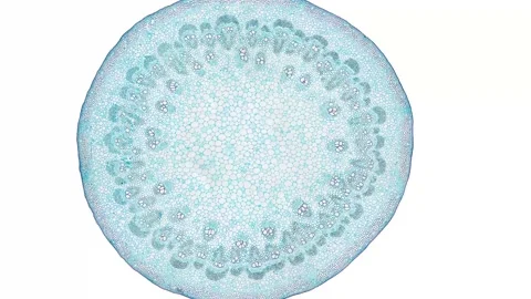 Zoom in cross section cut slice of plant stem under the microscope Stock Footage 171827887