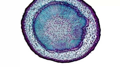 Zoom in cross section cut slice of plant stem under the microscope Stock Footage 171827888