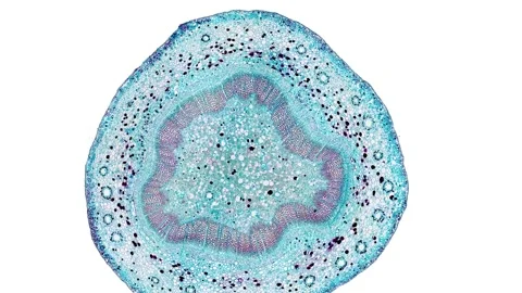 Zoom in cross section cut slice of plant stem under the microscope Stock Footage 171828342