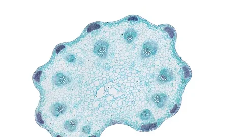 Zoom in cross section cut slice of plant stem under the microscope Stock Footage 171828343