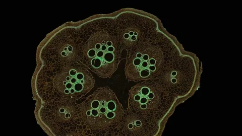 zoom in cross section cut slice of plant... | Stock Video | Pond5