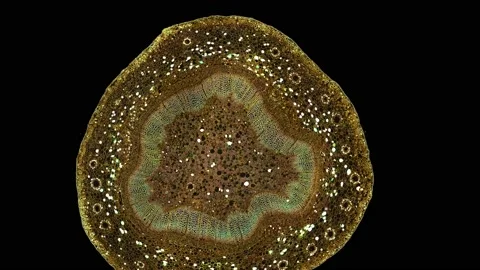 Zoom in cross section cut slice of plant stem under the microscope Stock Footage 171847948