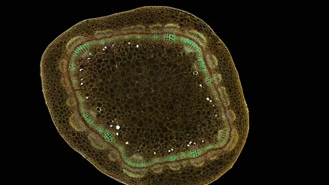 zoom in cross section cut slice of plant... | Stock Video | Pond5