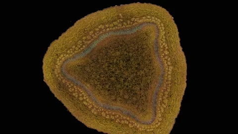 Zoom in cross section cut slice of plant stem under the microscope Stock Footage 171848079