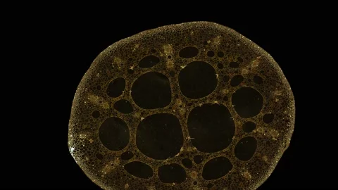 Zoom in cross section cut slice of plant stem under the microscope Stock Footage 171848092