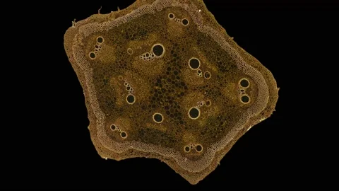 Zoom in cross section cut slice of plant stem under the microscope Stock Footage 171848170