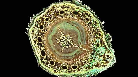 Zoom in cross section cut slice of plant stem under the microscope Stock Footage 171848284