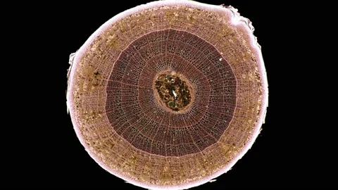 Zoom in cross section cut slice of plant stem under the microscope Stock Footage 171848307