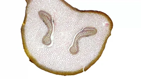 Zoom in cross section cut slice of plant stem under the microscope Stock Footage 171848407