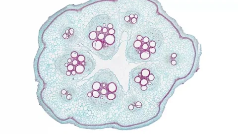 Zoom in cross section cut slice of plant stem under the microscope Stock Footage 171848432