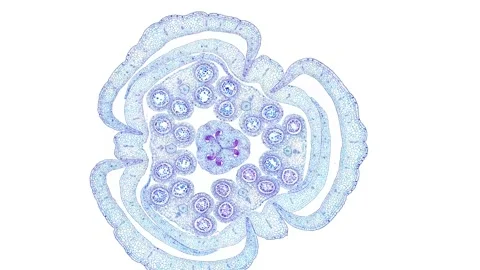 Zoom in cross section cut slice of plant stem under the microscope Stock Footage 171848684