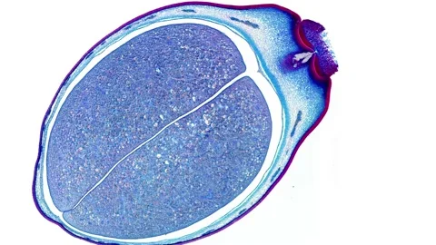 Zoom in cross section cut slice of plant stem under the microscope Stock Footage 171848690