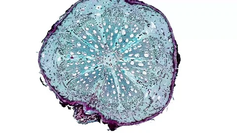 Zoom in cross section cut slice of plant stem under the microscope Vídeos de archivo 171848698
