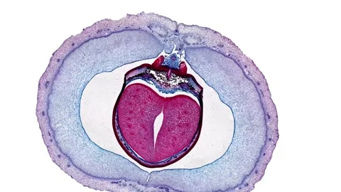 Zoom in cross section cut slice of plant stem under the microscope Stock Footage 171848878