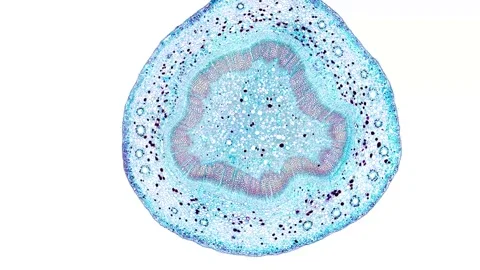 Zoom in cross section cut slice of plant stem under the microscope Stock Footage 171848881