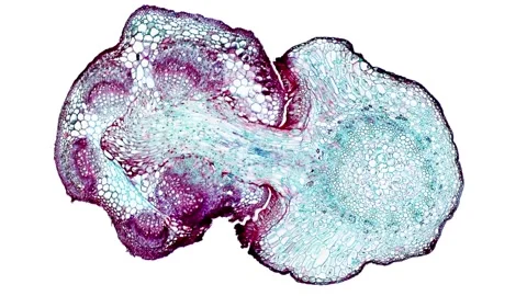 Zoom in cross section cut slice of plant stem under the microscope Stock Footage 171848887