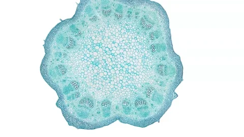 Zoom in cross section cut slice of plant stem under the microscope Stock Footage 171848993