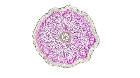 Zoom in cross section cut slice of plant stem under the microscope Stock Footage 171848994