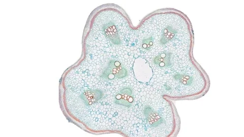 Zoom in cross section cut slice of plant stem under the microscope Stock Footage 171849037