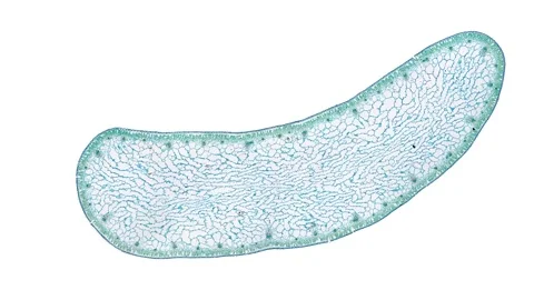 Zoom in cross section cut slice of plant stem under the microscope Stock Footage 171849090