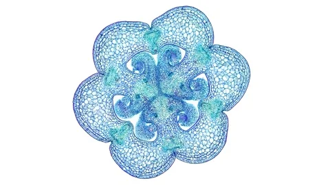 Zoom in cross section cut slice of plant stem under the microscope Stock Footage 171849103