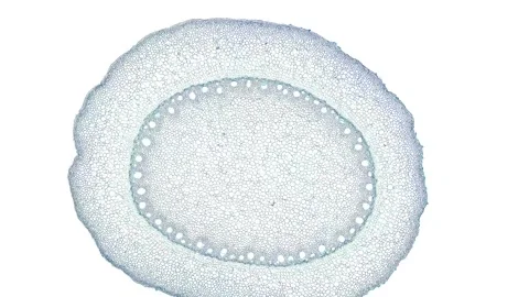 Zoom in cross section cut slice of plant stem under the microscope Stock Footage 171849136