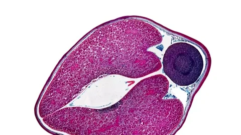Zoom in cross section cut slice of plant stem under the microscope Stock Footage 171849163