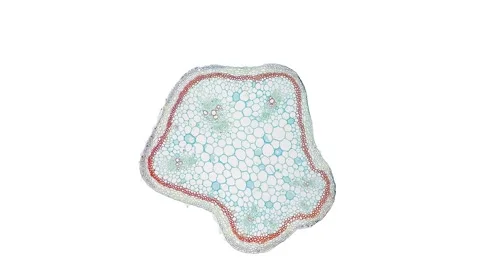 Zoom in cross section cut slice of plant stem under the microscope Stock Footage 171849189