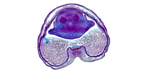 Zoom in cross section cut slice of plant stem under the microscope Stock Footage 171849202