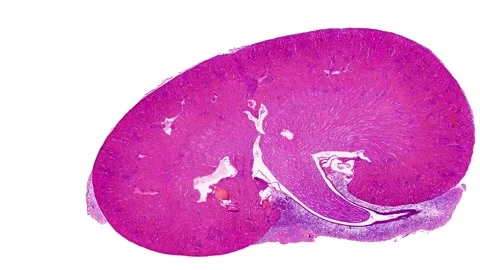 Zoom in cross section cut slice of plant stem under the microscope Stock Footage 171849219