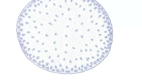 Zoom in cross section cut slice of plant stem under the microscope Stock Footage 171849282