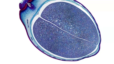 Zoom in cross section cut slice of plant stem under the microscope Stock Footage 171849290