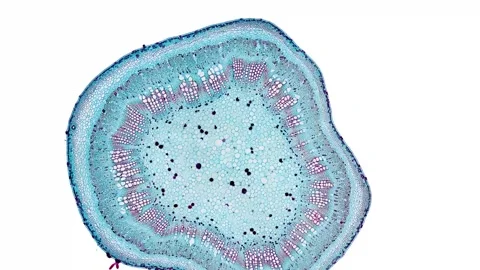Zoom in cross section cut slice of plant stem under the microscope Stock Footage 171849318
