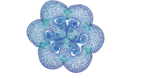 Zoom in cross section cut slice of plant stem under the microscope Stock Footage 171849355