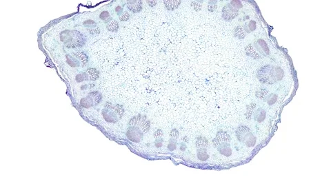 Zoom in cross section cut slice of plant stem under the microscope Stock Footage 171849363
