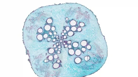 Zoom in cross section cut slice of plant stem under the microscope Stock Footage 171849434