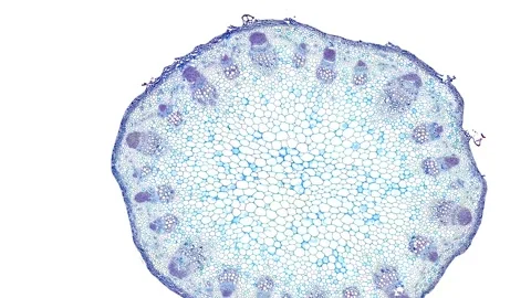 Zoom in cross section cut slice of plant stem under the microscope Stock Footage 171849459