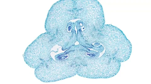 Zoom in cross section cut slice of plant stem under the microscope Stock Footage 171849541