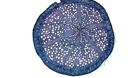 Zoom in cross section cut slice of plant stem under the microscope Stock Footage 171849552
