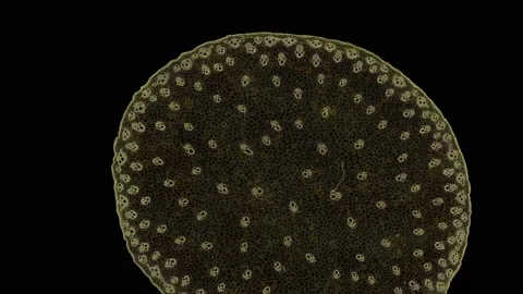 Zoom in cross section cut slice of plant stem under the microscope Stock Footage 171856525