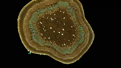 Zoom in cross section cut slice of plant stem under the microscope Stock Footage 171862687
