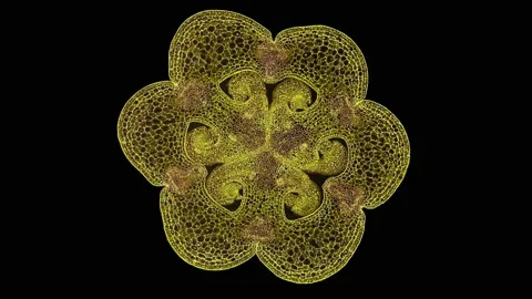 Zoom in cross section cut slice of plant stem under the microscope Stock Footage 171862720