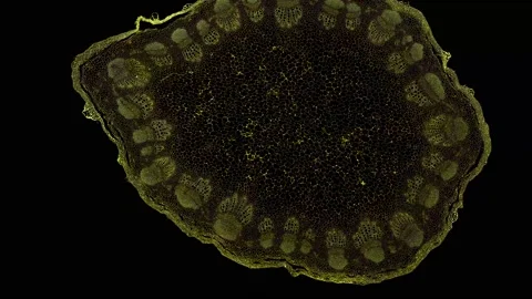 Zoom in cross section cut slice of plant stem under the microscope Stock Footage 171862829